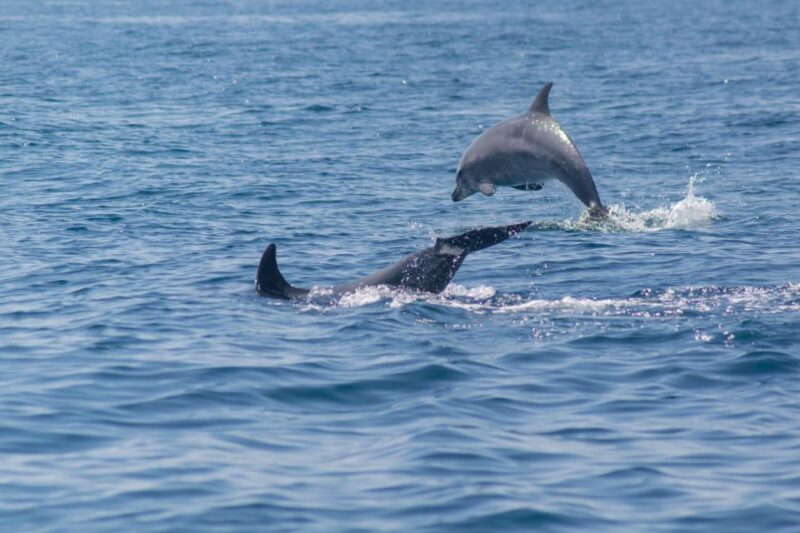 Portimão: 2.5 hours  Dolphins Watching  Biologist on Board - Dolphin Sightings: Chances and What to Expect