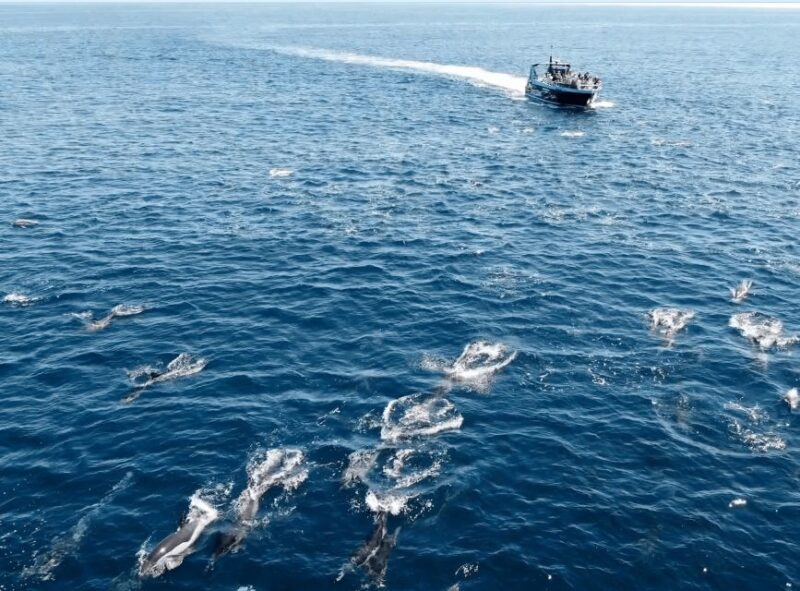 Portimão: 2.5 hours  Dolphins Watching  Biologist on Board - Stop for a Refreshing Swim During the Tour
