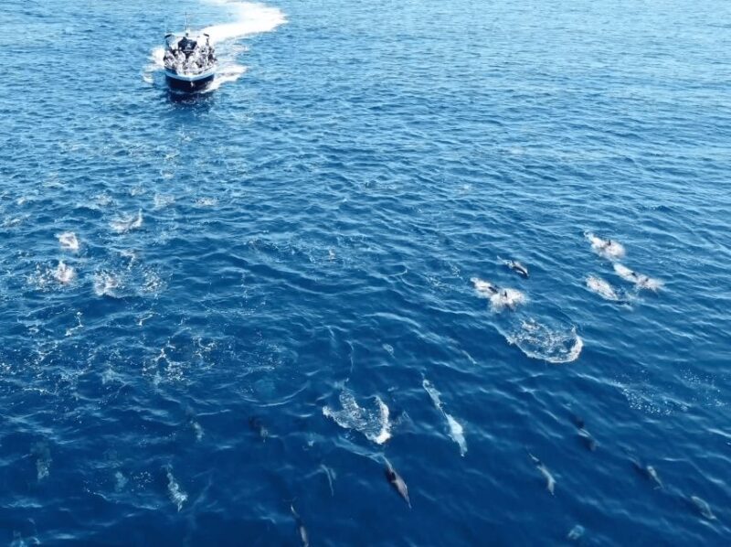 Portimão: 2.5 hours  Dolphins Watching  Biologist on Board - Video and Photos: Keepsakes from Your Dolphin Encounter