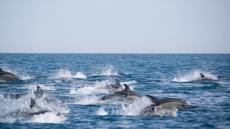 Portimão: 2.5 hours  Dolphins Watching  Biologist on Board - Booking, Cancellation, and Accessibility Details