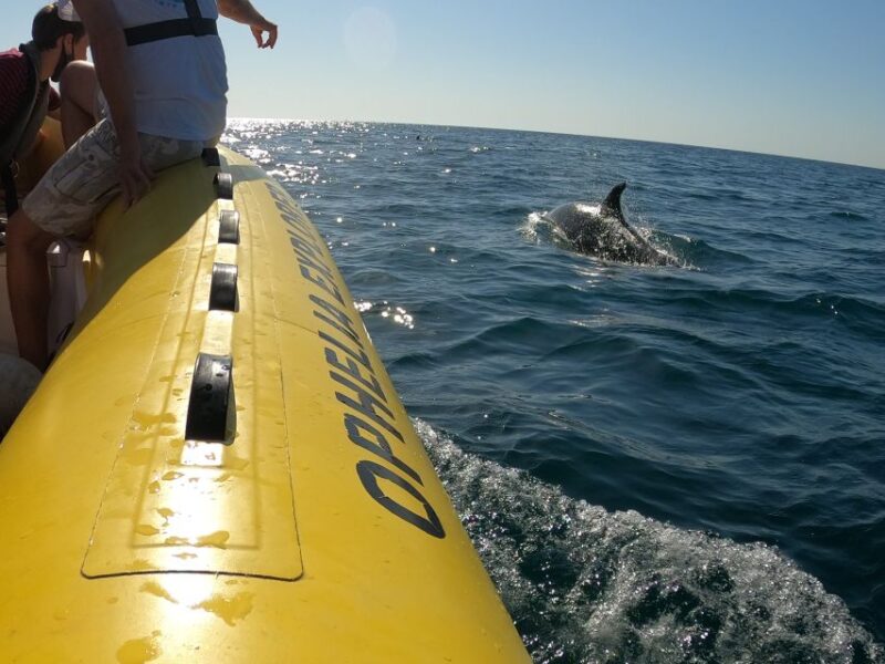 Portimão: 2-Hour Dolphin Watching Boat Tour - Final Thoughts on the Portimão Dolphin Watching Tour
