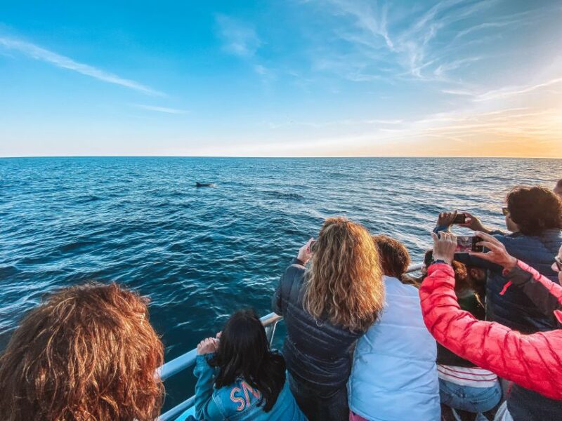 Portimão: Benagil Caves & Dolphins Watching with Biologist - Weather and Sea Conditions: How They Affect the Tour