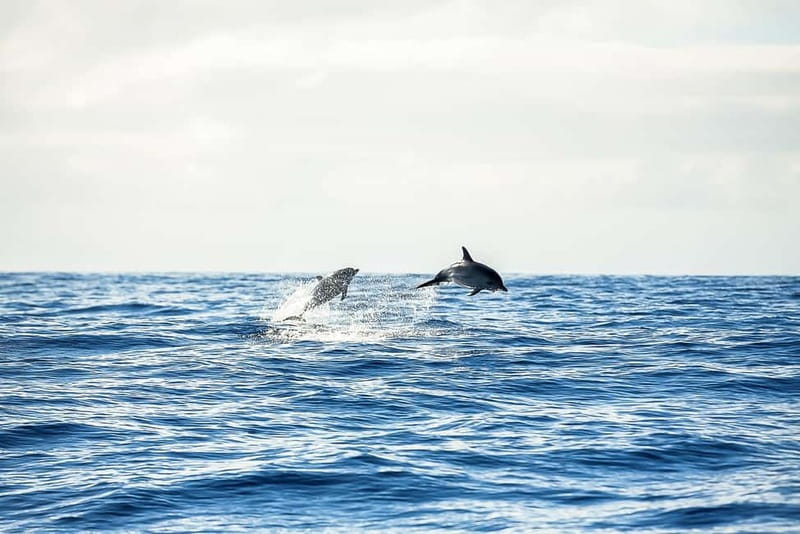 Portimão: Benagil Caves Speed Boat Tour with Sunset Option - Practical Details: What’s Included and What to Prepare