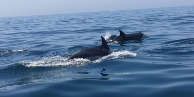 Portimão: Family Gathering - Explore the Algarves Coastal Caves with Carneirinhos Boat Trips
