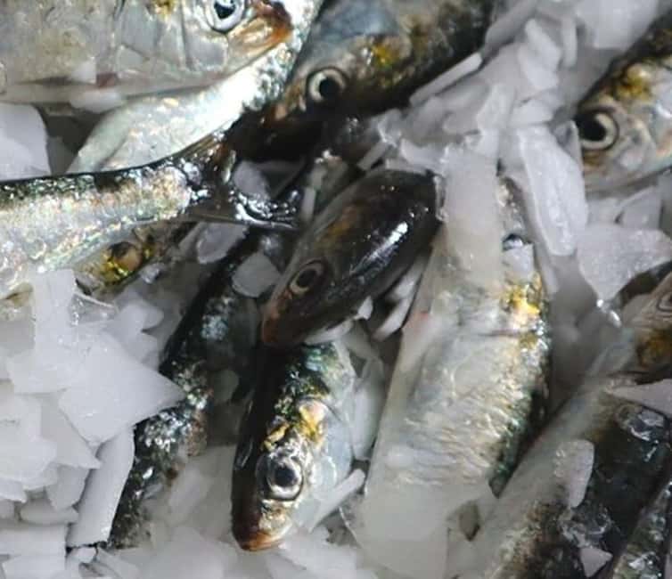 Portimão Fishing Traditions & Tasting - Private Walking Tour - Tasting Sardines and Regional Wine in a Scenic Location