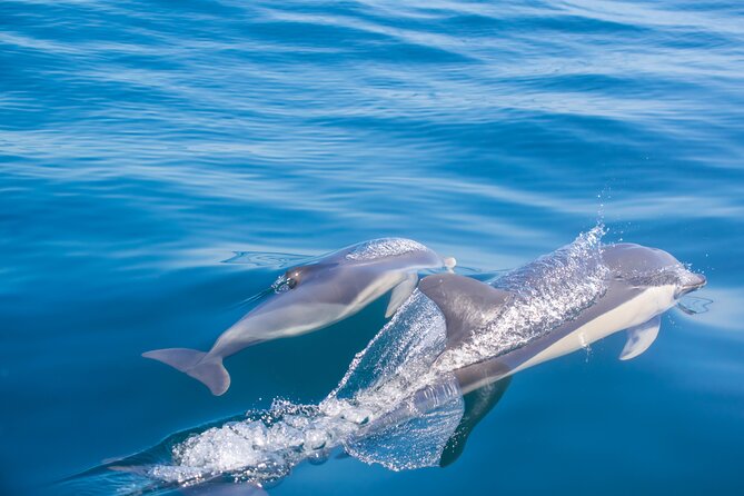 Portimão:Embark on NatureBenagil and DolphinsBiologist on board - Understanding Marine Ecosystems with a Multilingual Biologist