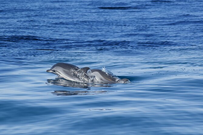 Portimão:Embark on NatureBenagil and DolphinsBiologist on board - The Sum Up: A Well-Rounded Marine Adventure in the Algarve