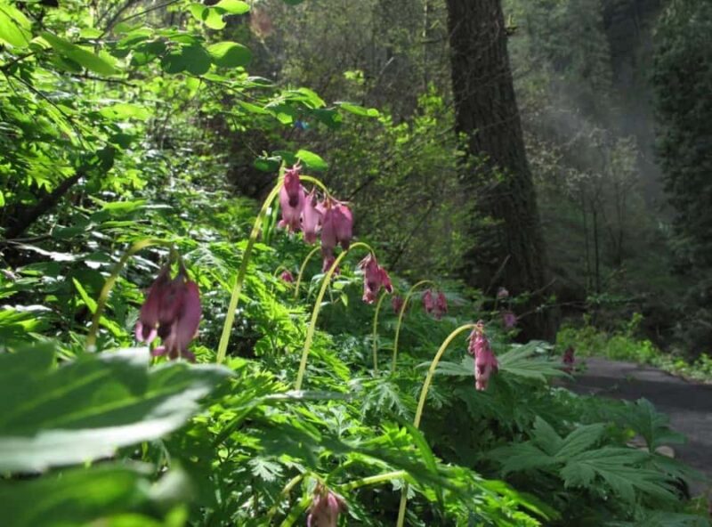 Portland: Columbia River Gorge Waterfalls Hike & Bike Tour - Why This Tour Stands Out from Similar Options