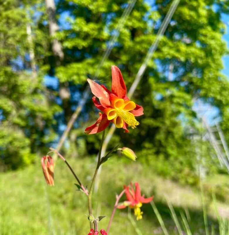 Portland: Forest Park Bike or E-Bike Tour - Cycling from Historic Old Town through the Pearl District