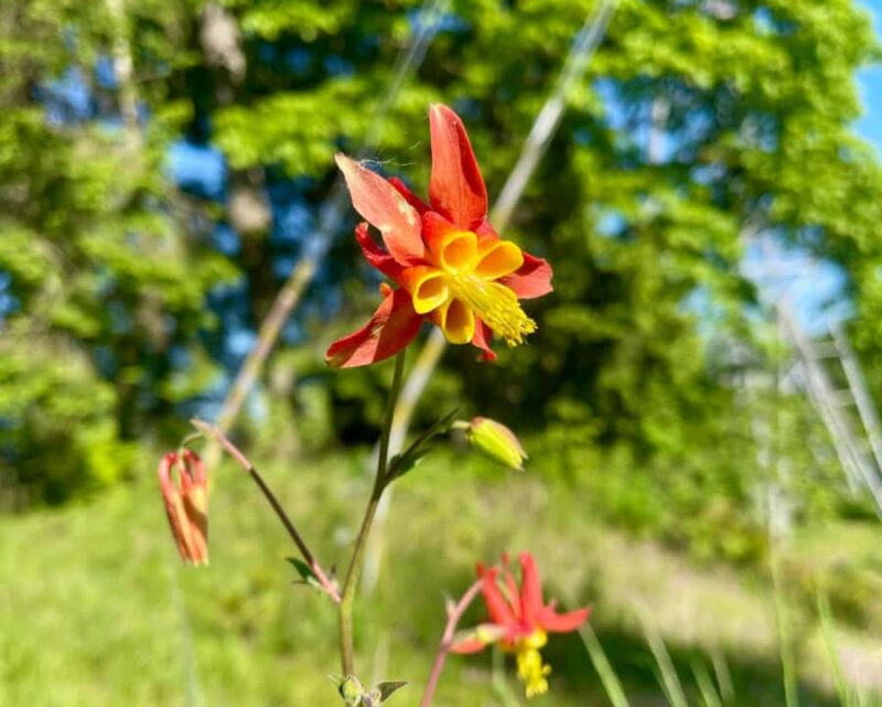 Portland: Forest Park Bike or E-Bike Tour - Practical Details and Tips for Riders