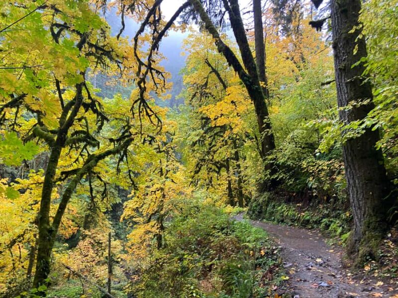 Portland Oregon: Silver Falls State Park Waterfall Hike - Discovering South Falls and Its Fascinating History