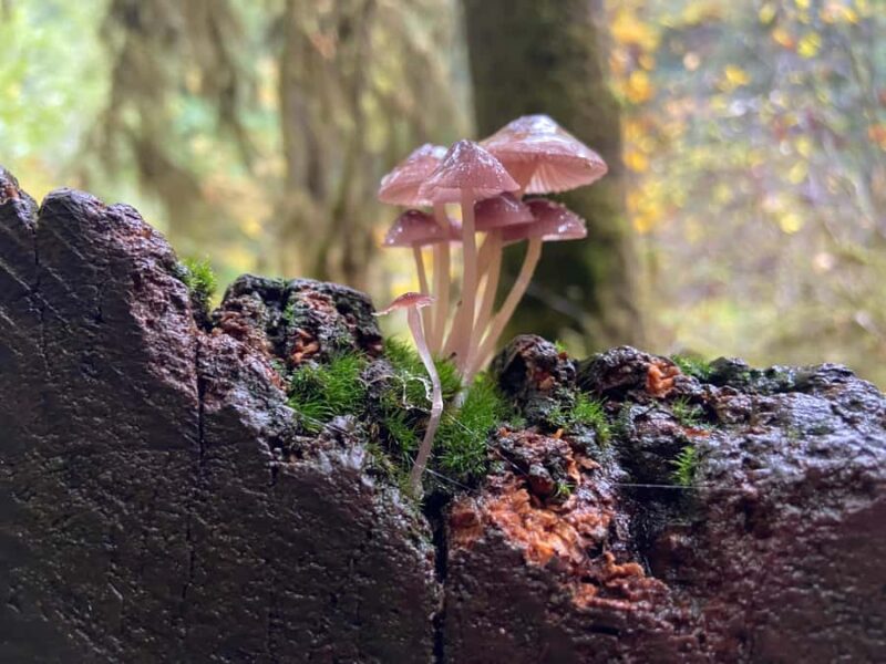 Portland Oregon: Silver Falls State Park Waterfall Hike - Practical Tips for the Hike