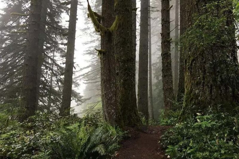 Portland Oregon: Silver Falls State Park Waterfall Hike - The Active Nature of the Tour