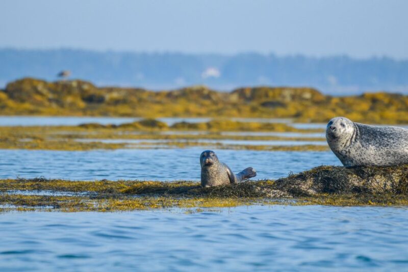 Portland: Schooner Tall Ship Cruise on Casco Bay - Meet the Crew and Learn Maritime History