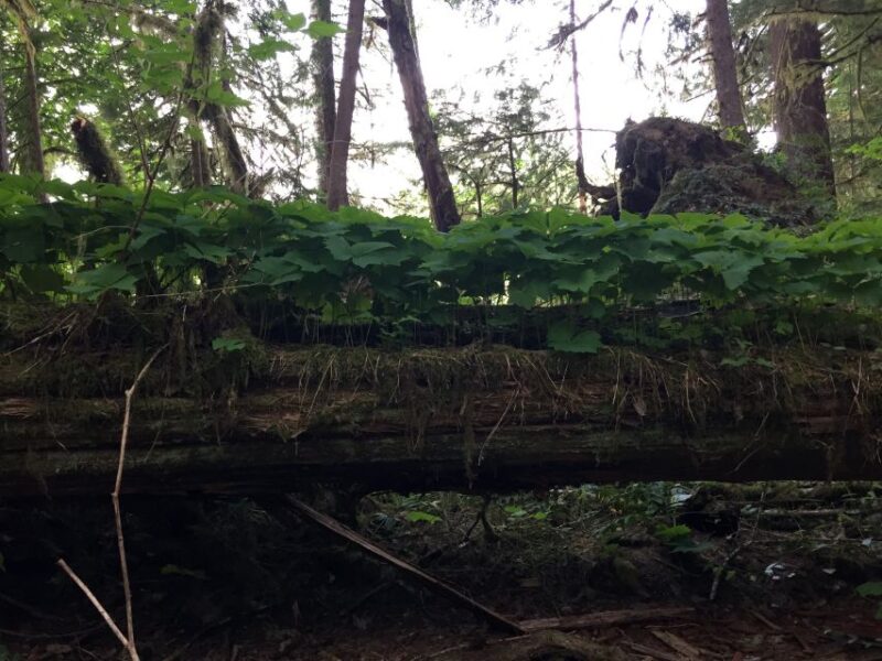 Portland: The Mt. St. Helens Adventure Tour - The Guide and Tour Logistics