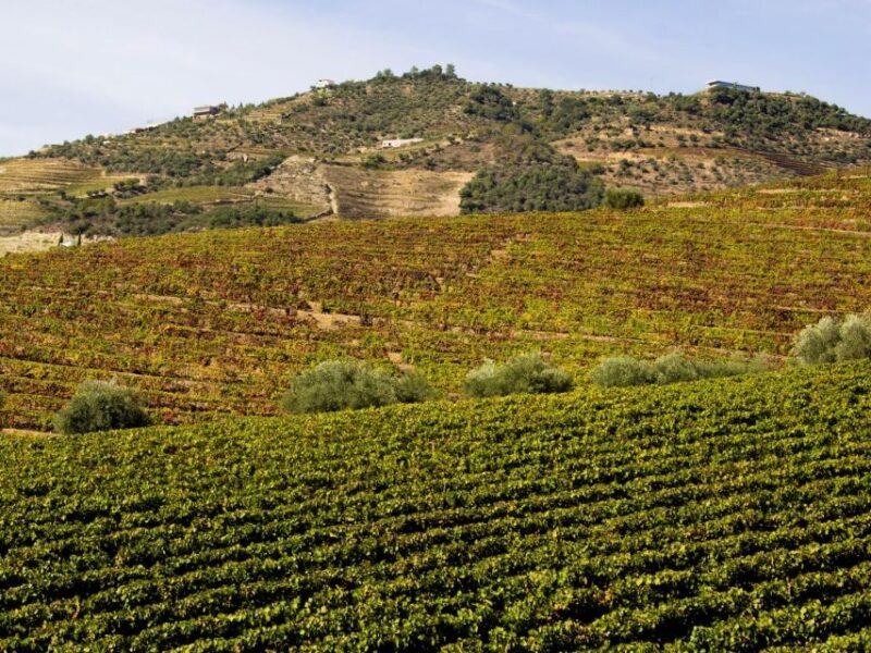 Porto: 3 Wine Regions & Farm Lunch with Views Small-Group - Guided Tastings of Port and DOC Wines