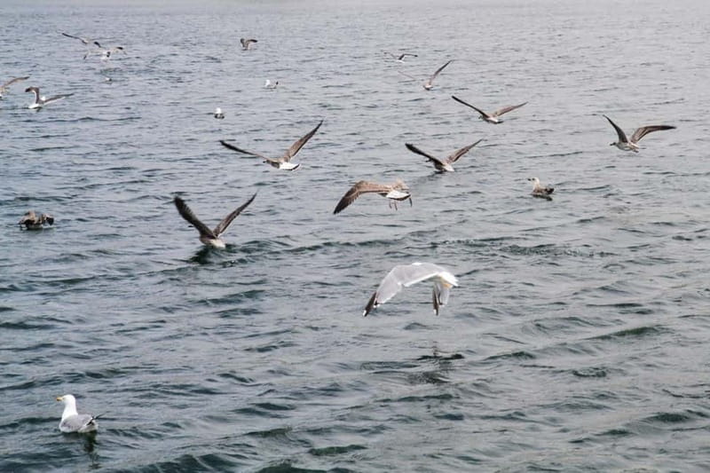 Porto: Authentic Portuguese Cuisine Boat Tour - Practical Details: Booking, Group Size, and Flexibility