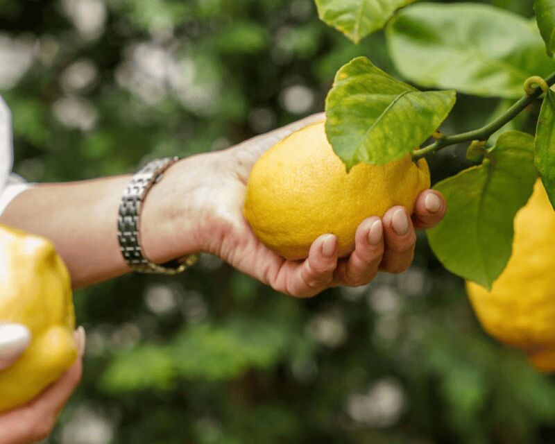 Porto center- Workshop A nata do BJ making pasteis de nata - Garnishing and Personalizing Your Pastries