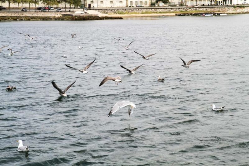 Porto: Douro Nature Boat Tour - Wildlife Encounters and Nature Observation