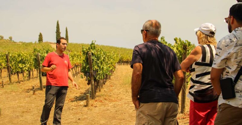 Porto: Douro Valley History & Wine Tour with Cruise & Lunch - Journey Through Portugal’s Oldest Wine Region