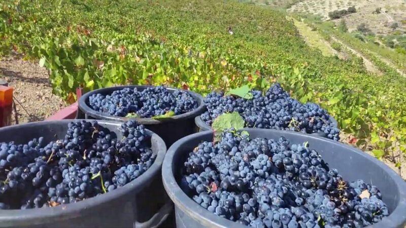 Porto: Douro Valley Tour with 2 Wineries, Lunch and Cruise - Who Would Most Enjoy This Tour?