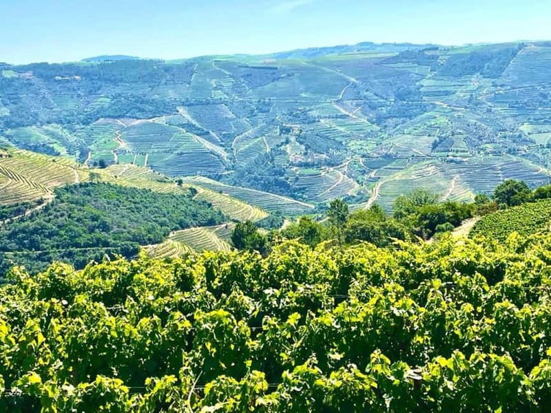 Porto: Douro Valley Tour with 3 Wineries and Lunch - Comfortable Transportation and Small Group Experience