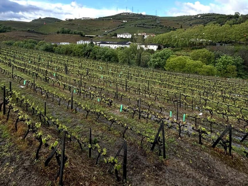 Porto: Douro Valley Tour with 3 Wineries and Lunch - Guides and Language Support