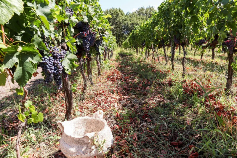 Porto: Douro Valley Wine Tour with a Sommelier & Boat Trip - Cultural Stories and Personal Touches from Guides