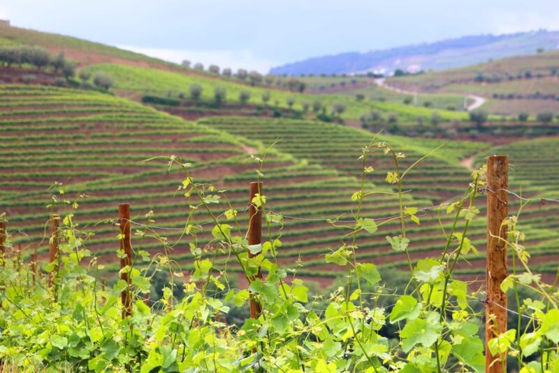 Porto: Douro Valley Wine Tour with Lunch, Tastings & Cruise - Practical Details and Inclusions