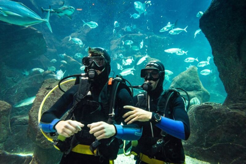 Porto Moniz: Diving with Sharks and Rays in Madeira Aquarium - The Guided Tour and Behind-the-Scenes Access