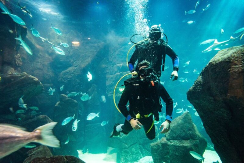 Porto Moniz: Diving with Sharks and Rays in Madeira Aquarium - Who Should Consider This Tour