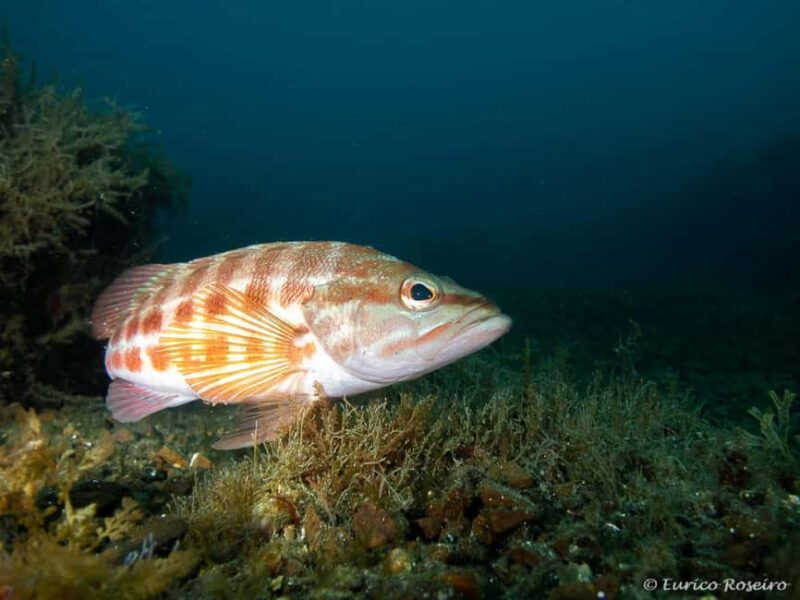 Porto: My first Scuba Dive in the Ocean - Who Should Consider This Porto Scuba Experience?