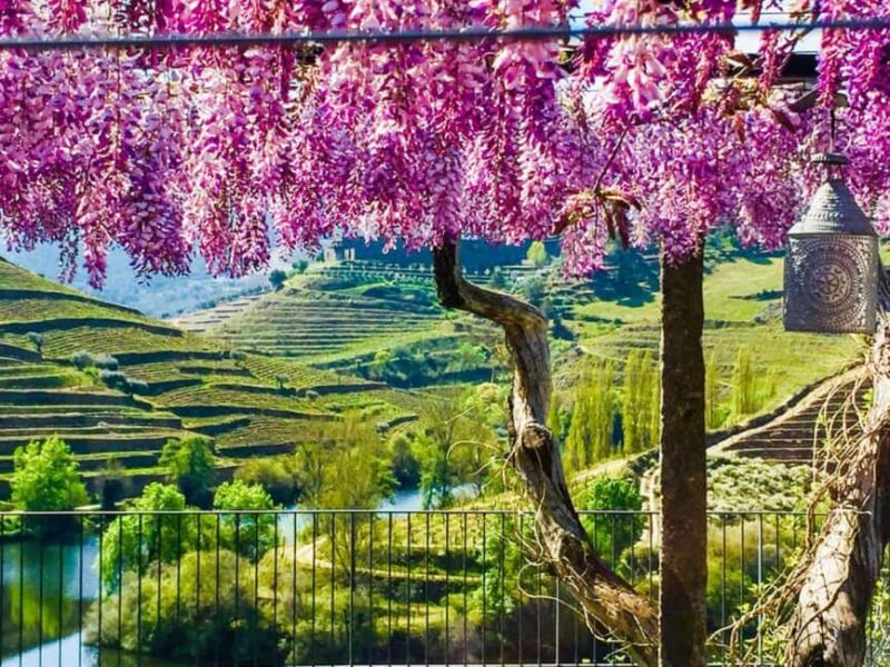 Porto: Private Douro Valley tour with lunch, wine tasting, and a cruise - 2 wineries - Scenic River Cruise with Panoramic Views