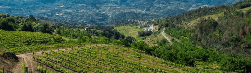 Porto: Private Green Wine Tour: Visit 2 Wine Estates & Lunch - Key Points