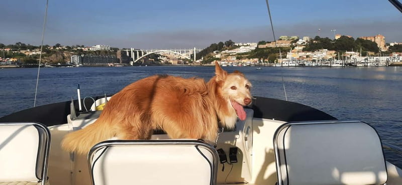 Porto: Private Yacht Tour on Douro River - up to 12 people - The Scenic Route to the Douro Estuary