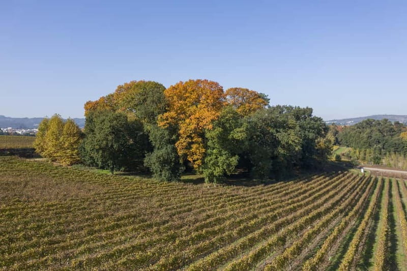 Porto: Qta da Aveleda Enchanted Gardens & Green Wine - Tasting Three Green Wines from the Vinho Verde Region
