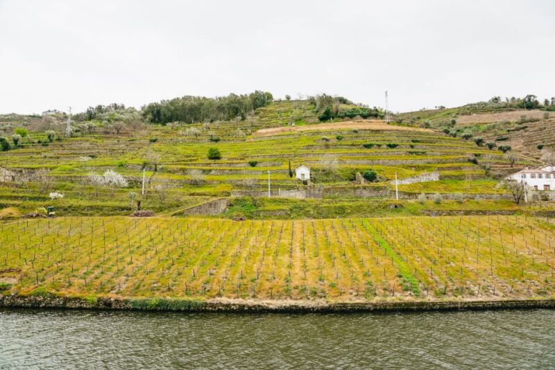 Porto - Régua - Porto Upstream Douro Cruise & Tour - The Experience at Régua and Free Time