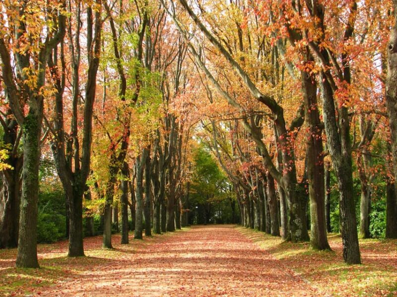 Porto: Serralves Foundation All Access Pass - Practical Details and Accessibility