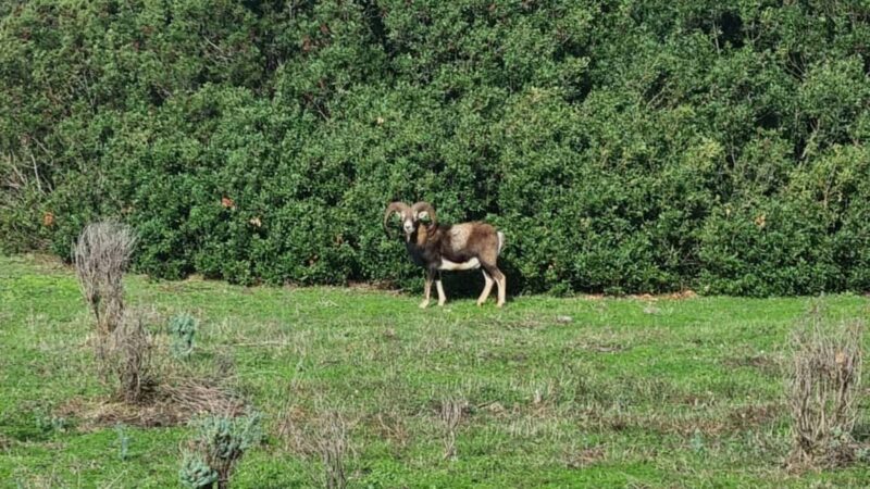 Porto Torres: Asinara Island Tour by Electric minivan - Practical Details and Accessibility