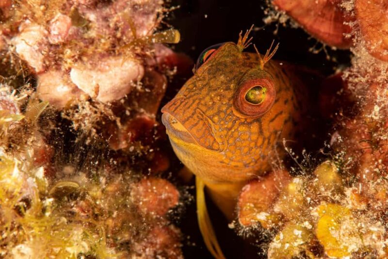 Porto-Vecchio: beginner diving in the Cerbicale Islands in the reserve - Pricing, Cancellation, and Additional Details