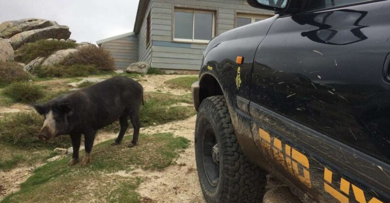 Porto Vecchio: Cuscionu Plateau & Alta Rocca 4x4 Tour - Exploring Corsican Villages and Cultural Heritage