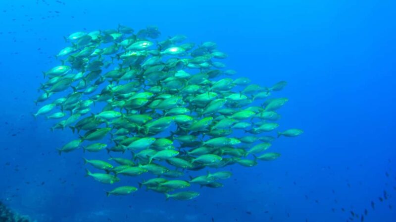 Porto-Vecchio: Half-day private dive to the Cerbicale Islands - What Makes This Tour Stand Out in Corsica