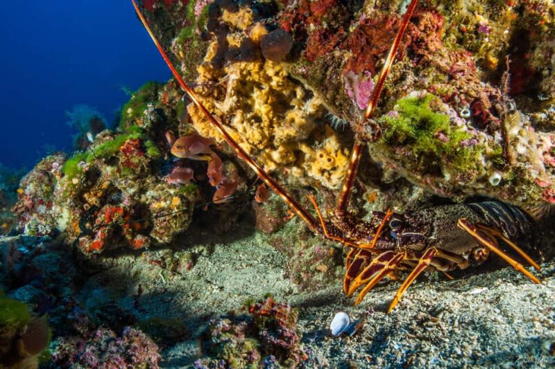 Porto-Vecchio: Half-day private dive to the Cerbicale Islands - The Experience Provider: KALLISTE PLONGEE