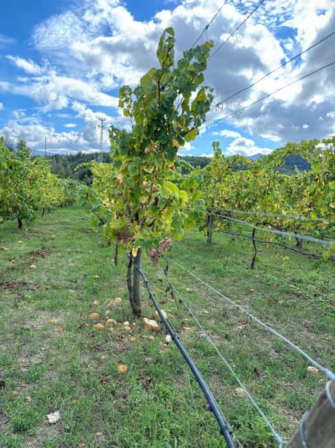 Porto: Vinho Verde Region Tour with 2 Wineries & Lunch - Practical Info: Group Size, Languages, and Booking