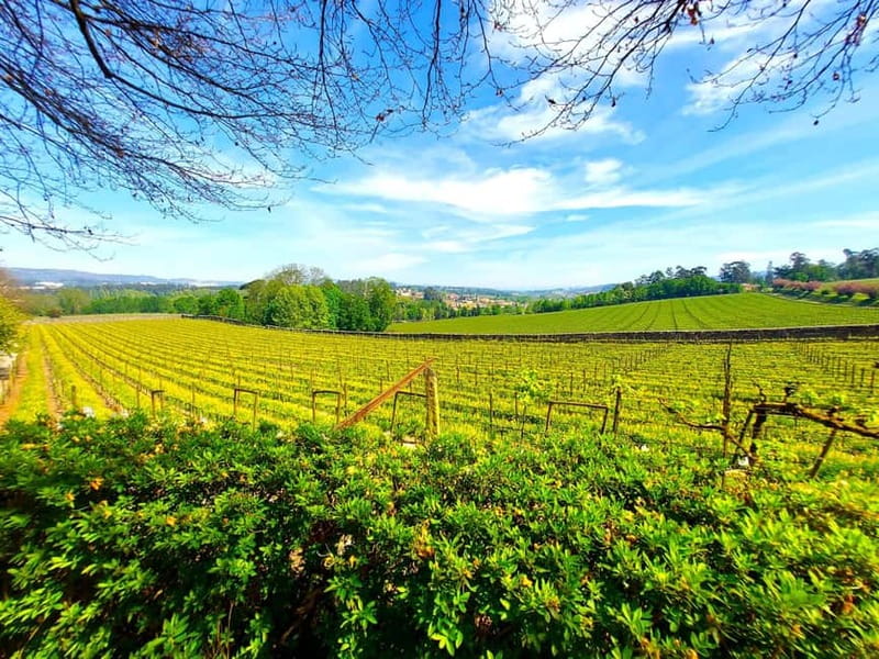 Porto: Wine Tastings (Green Wine) & Lunch & Porto Old Tour - Key Points