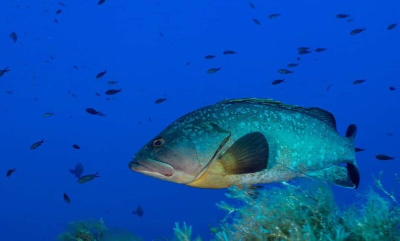 Portofino: scuba diving from Genoa - Discover the Vibrant Marine Life of Portofino with a Short Dive from Genoa