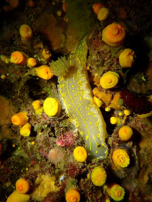 Portofino: scuba diving from Genoa - Marine Protected Area: A Treasure Trove of Color and Life