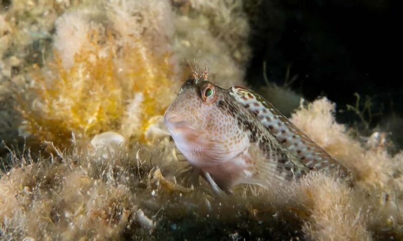 Portofino: scuba diving from Genoa - Practical Details for Participants