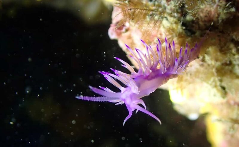Portofino: scuba diving from Genoa - Final Thoughts on the Portofino Scuba Tour from Genoa