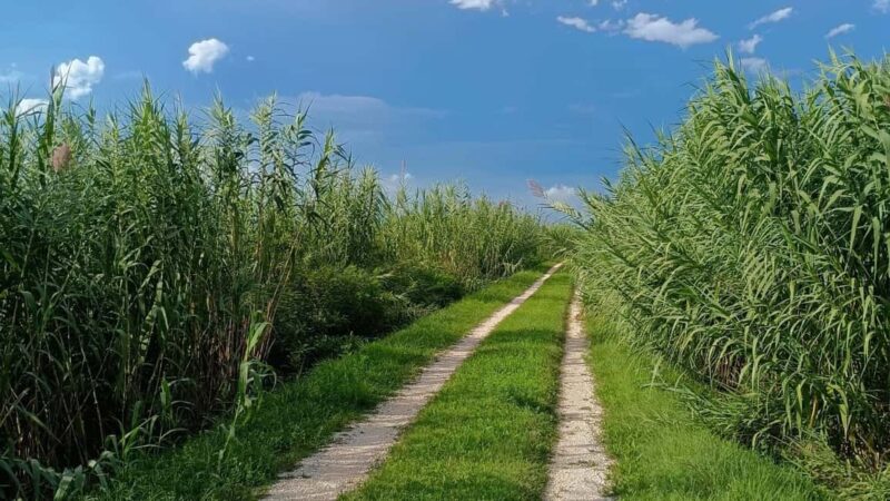 Portogruaro bike tour: the wild Tagliamento - The Charm of the Portogruaro Bike Tour: The Wild Tagliamento